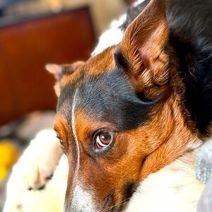 Meet your Posher, Hazel